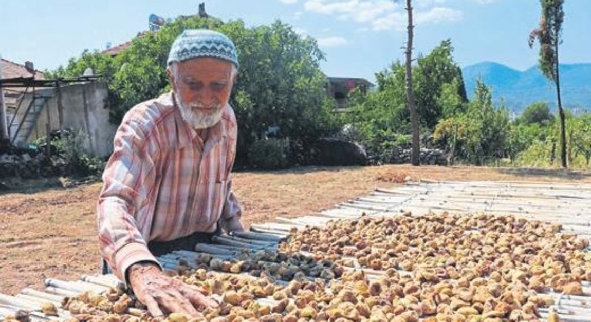 Onmisbaar met zijn smaak, Melli-vijg Bucak Burdur